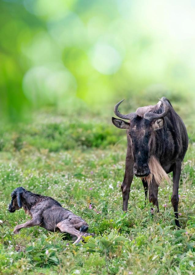 Africa Safari South Serengeti Ndutu Ngorongoro Sinoni Eksteriør bilde