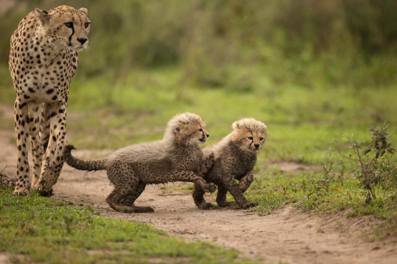 Africa Safari South Serengeti Ndutu Ngorongoro Sinoni Eksteriør bilde