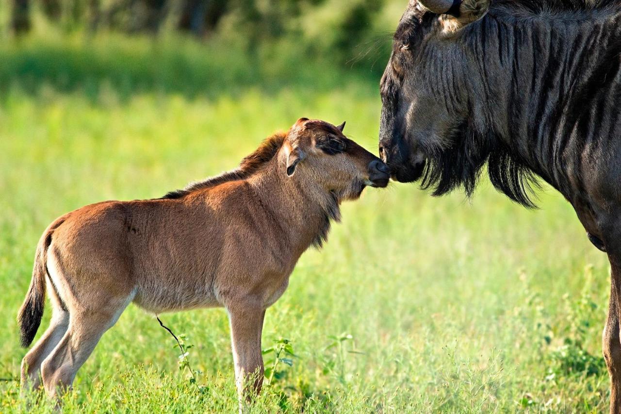 Africa Safari South Serengeti Ndutu Ngorongoro Sinoni Eksteriør bilde