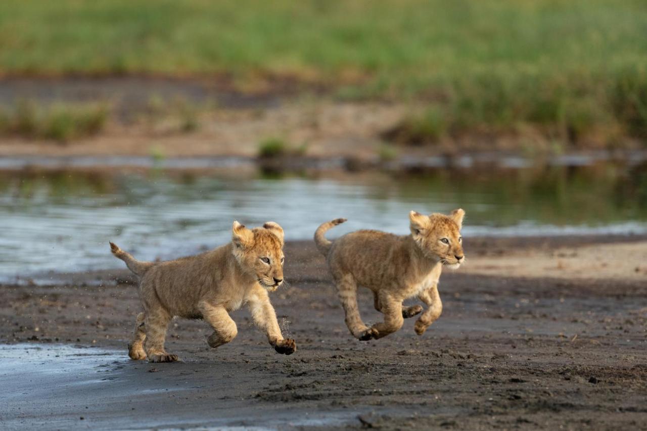 Africa Safari South Serengeti Ndutu Ngorongoro Sinoni Eksteriør bilde