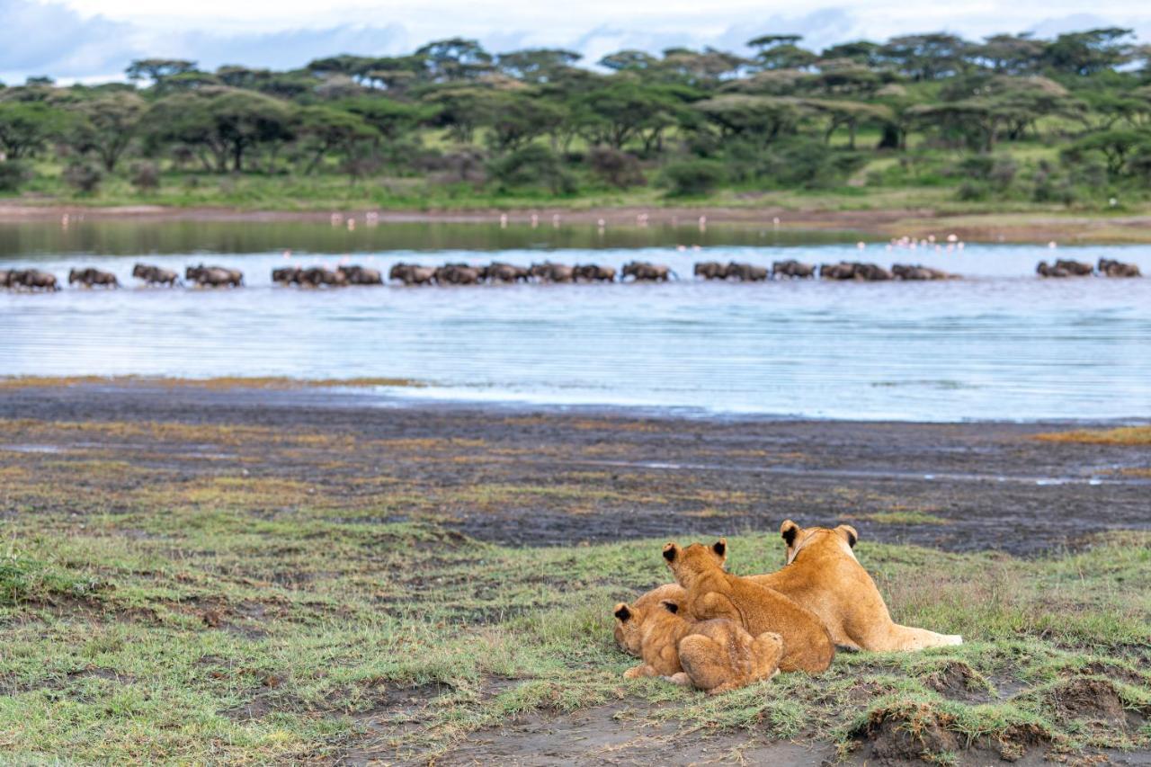 Africa Safari South Serengeti Ndutu Ngorongoro Sinoni Eksteriør bilde