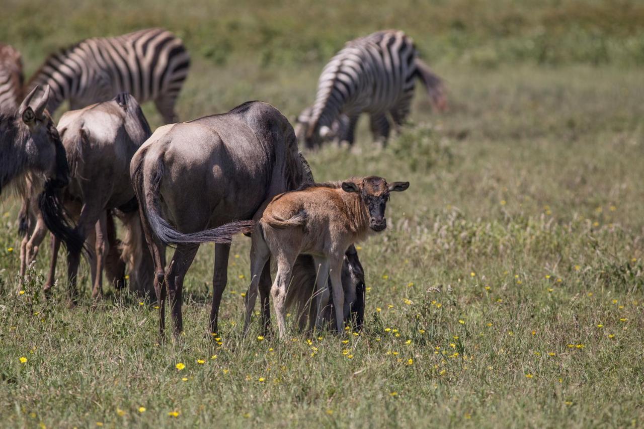 Africa Safari South Serengeti Ndutu Ngorongoro Sinoni Eksteriør bilde