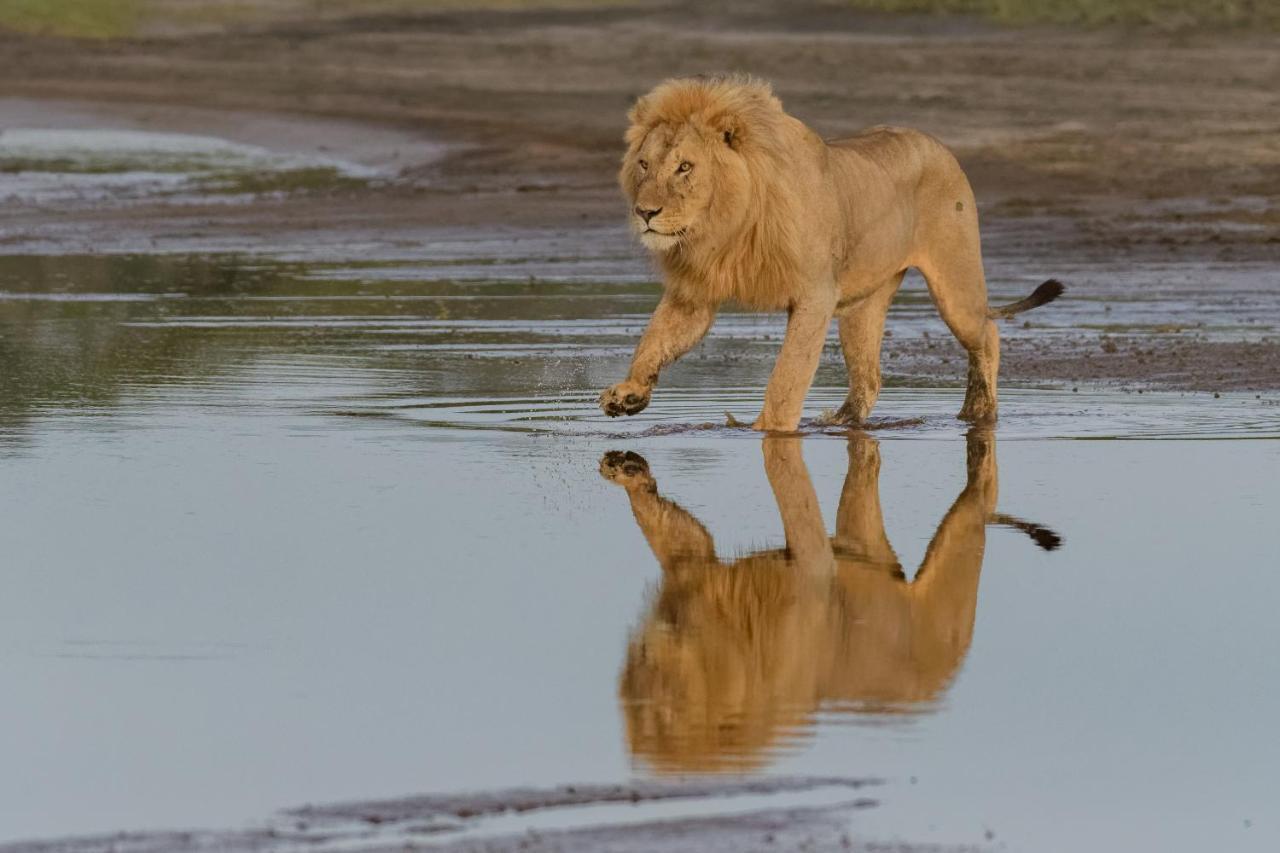Africa Safari South Serengeti Ndutu Ngorongoro Sinoni Eksteriør bilde
