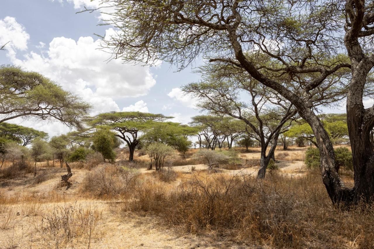Africa Safari South Serengeti Ndutu Ngorongoro Sinoni Eksteriør bilde