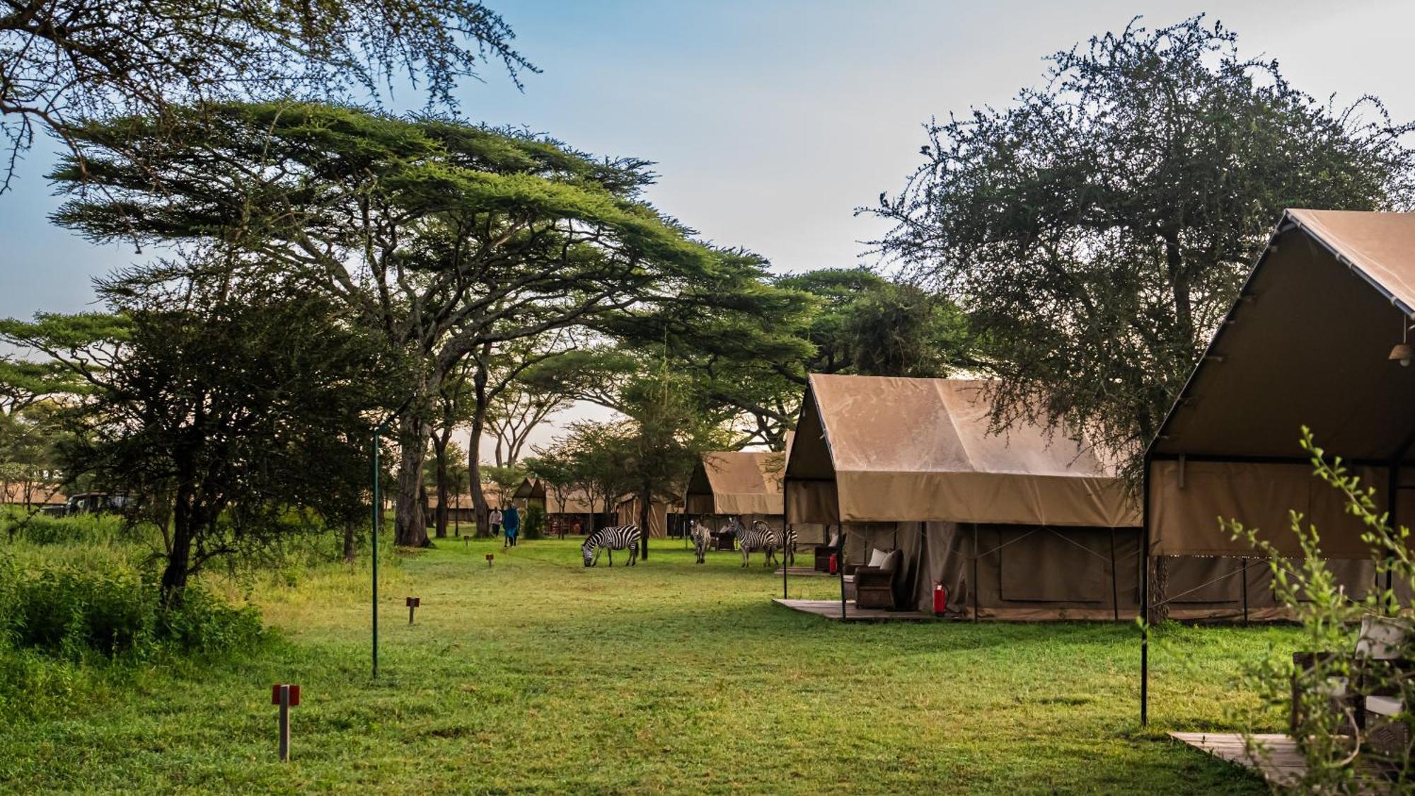 Africa Safari South Serengeti Ndutu Ngorongoro Sinoni Eksteriør bilde